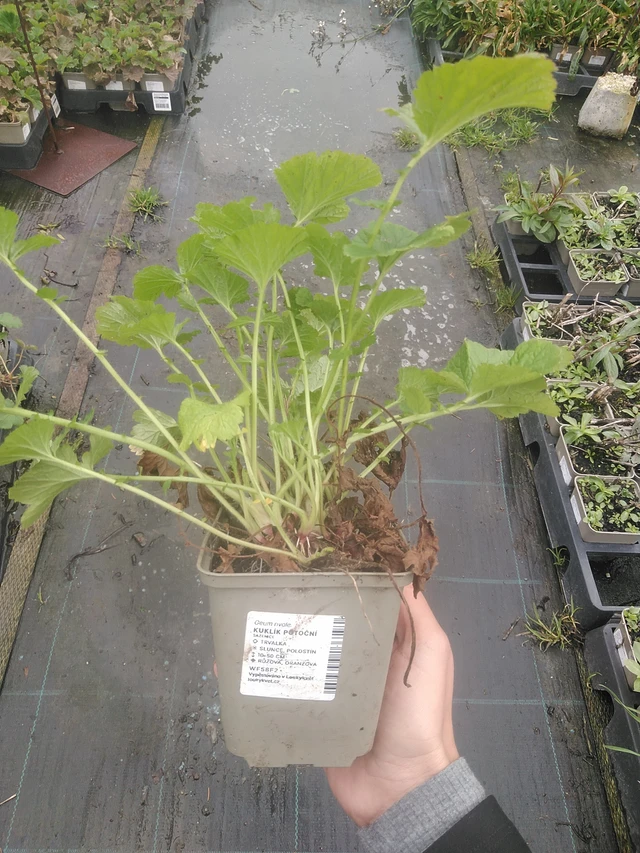 Ojakellukka - 10. 10. 2025