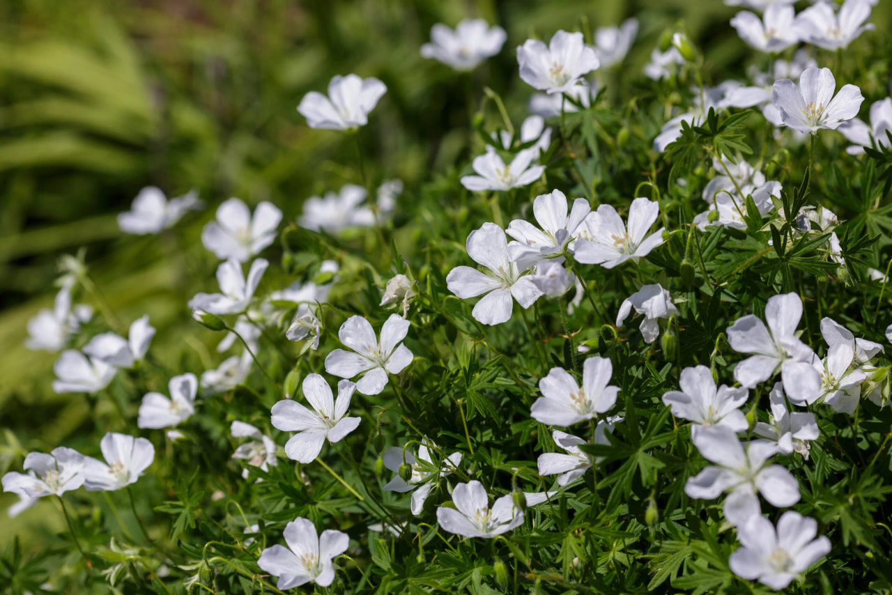 Bloody Cranesbill Album, Loukykvět