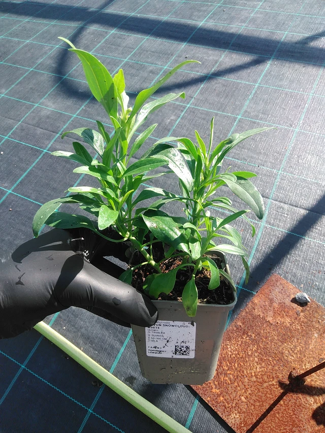 Komeapunikki Snowcloud White - 1. 9. 2025