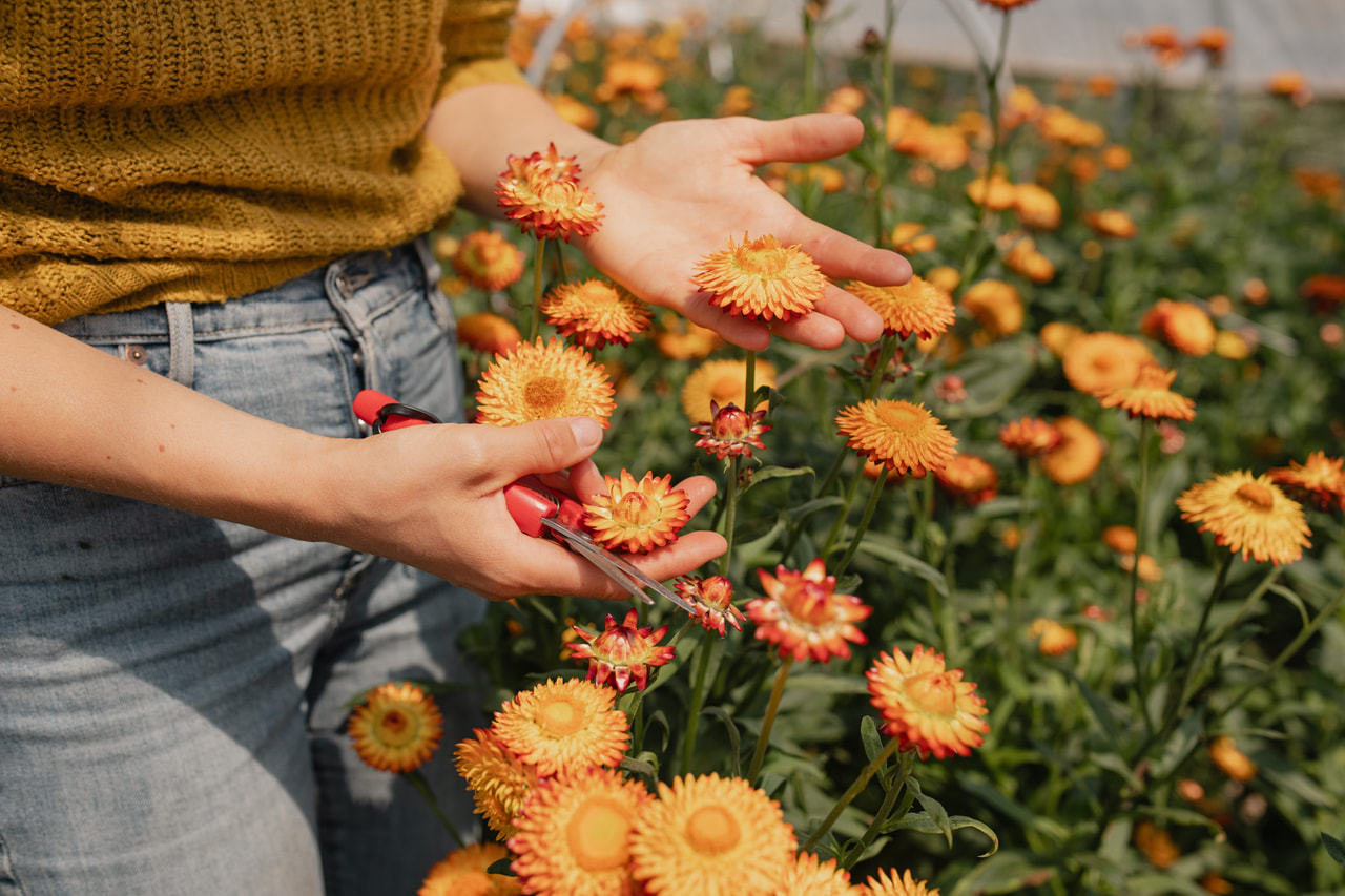 Olkikukka Orange, Loukykvět