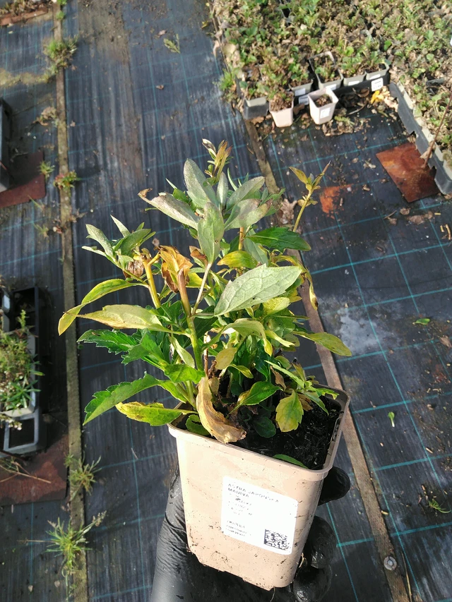 Kiinaasteri Madiva - 31. 10. 2025