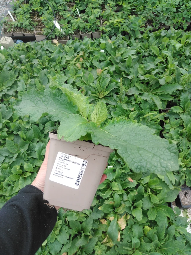 Verbascum Cotswold Queen - 2024