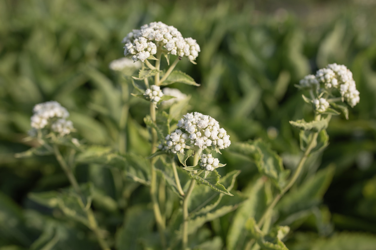 Preeriahelmikki, Loukykvět