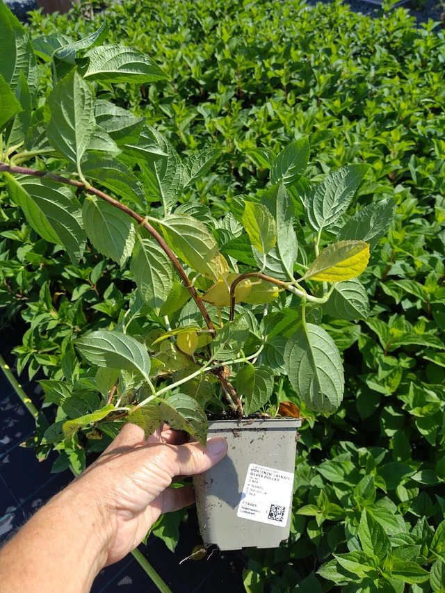 Ortensia paniculata Silver Dollar - 16. 7. 2026