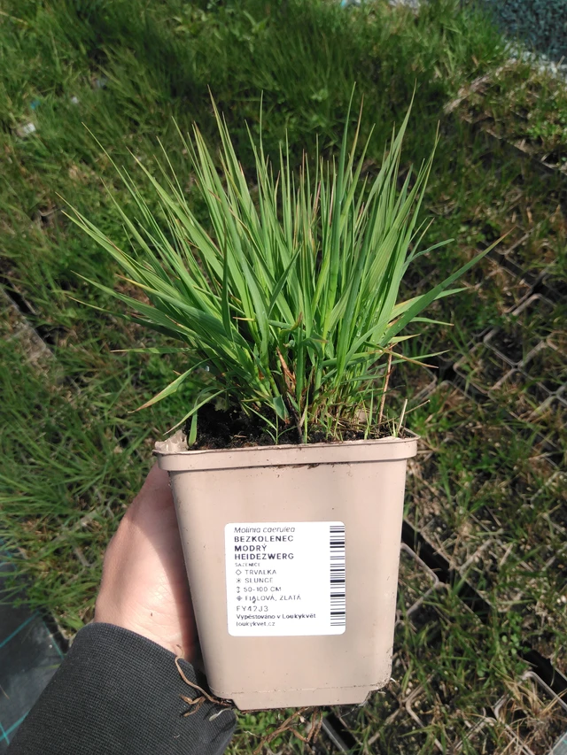 Siniheinä Heidezwerg - 13. 5. 2025