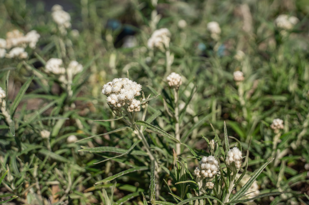 Anaphalis margaritacea Neuschnee, Loukykvět