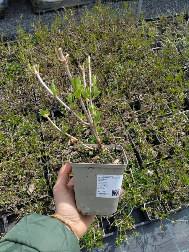 Syyshortensia Kyushu - 21. 4. 2026