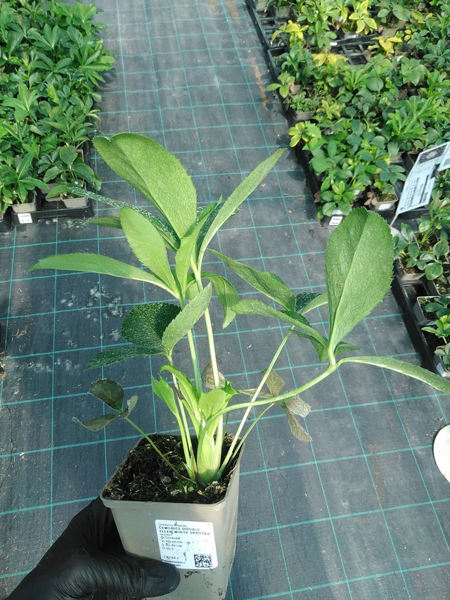 Jouluruusu Double Ellen White Spotted - 19. 8. 2025