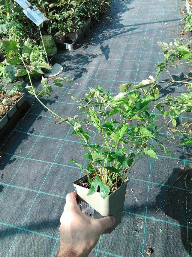 Jaloangervo Diamant - 19. 8. 2025