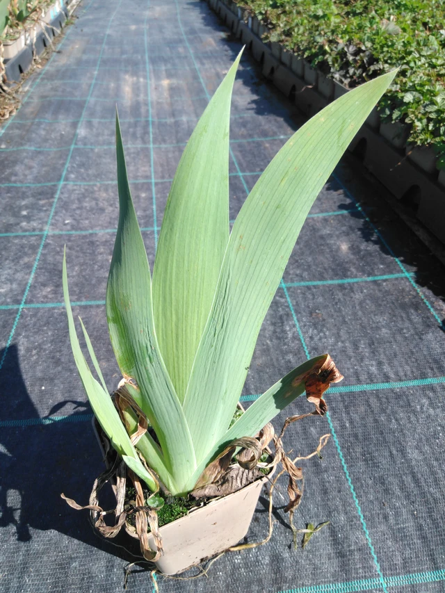 Kurjenmiekka Lugano - 3. 4. 2025