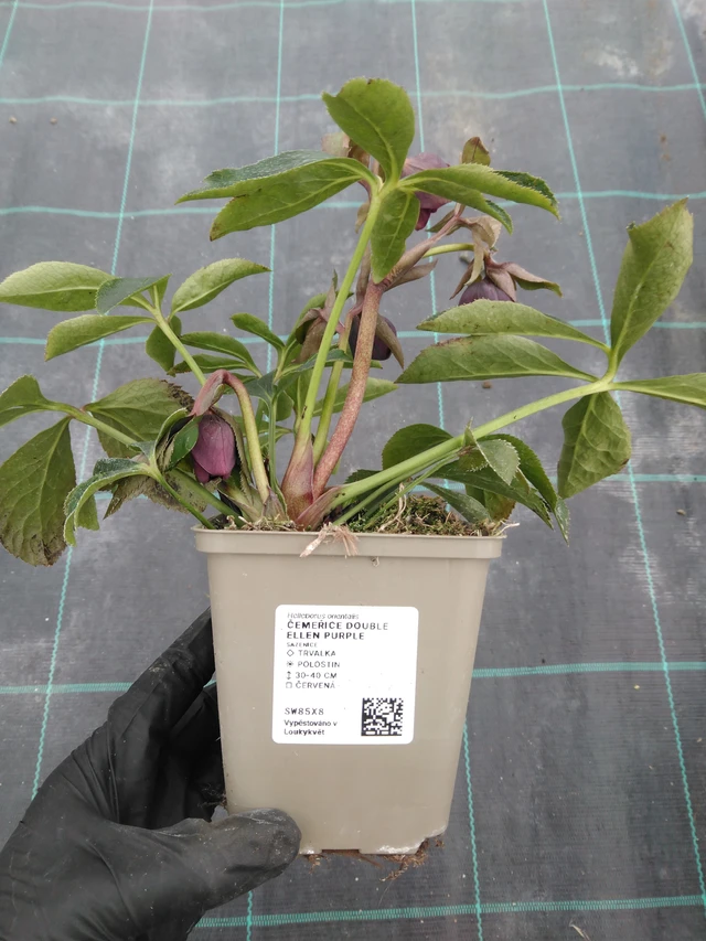 Jouluruusu Double Ellen Purple - 1. 4. 2026