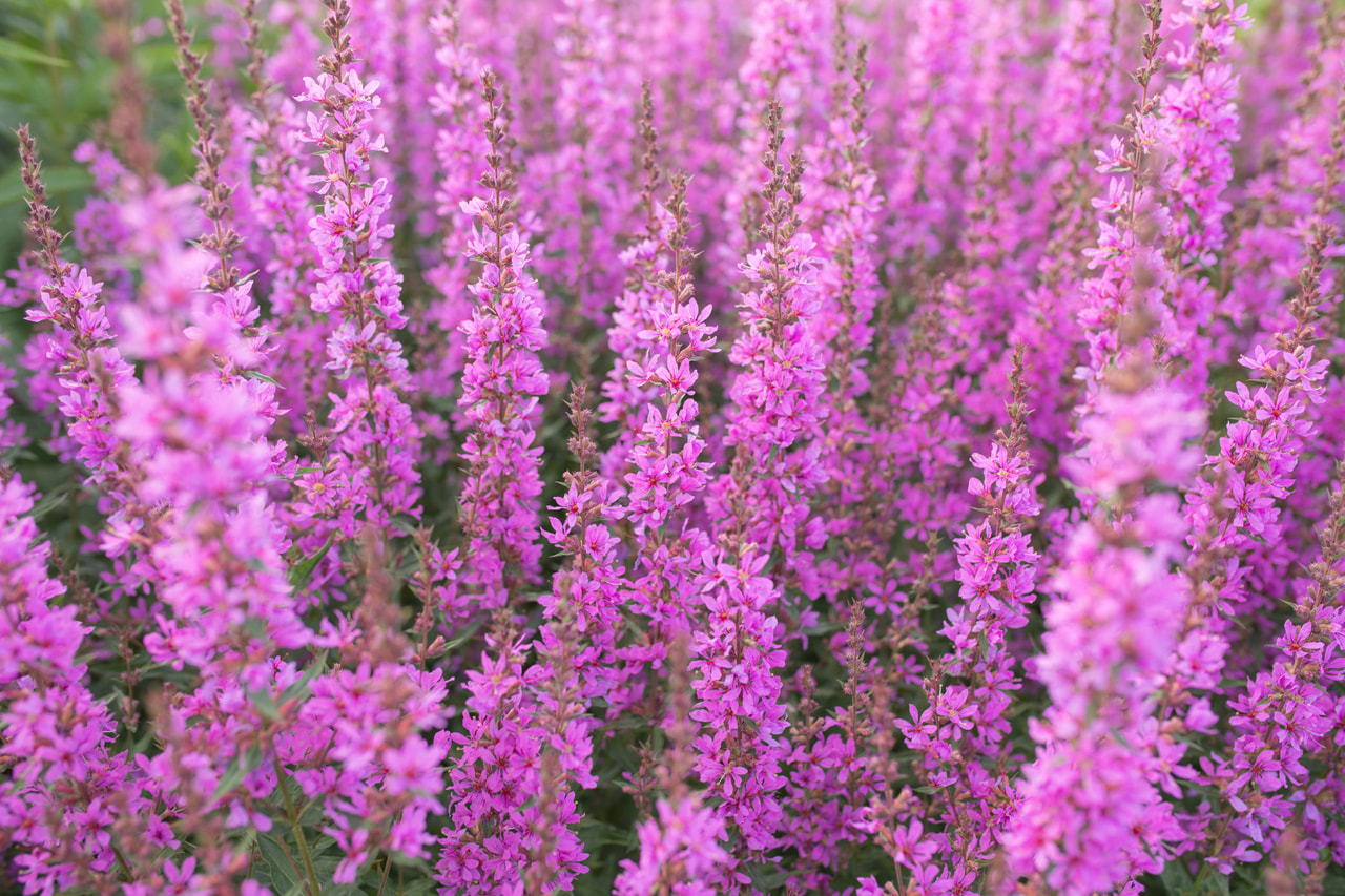 Rantakukka Dropmore Purple, Loukykvět