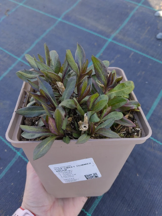 Syysleimu Sweet Summer Dream - 27. 3. 2026