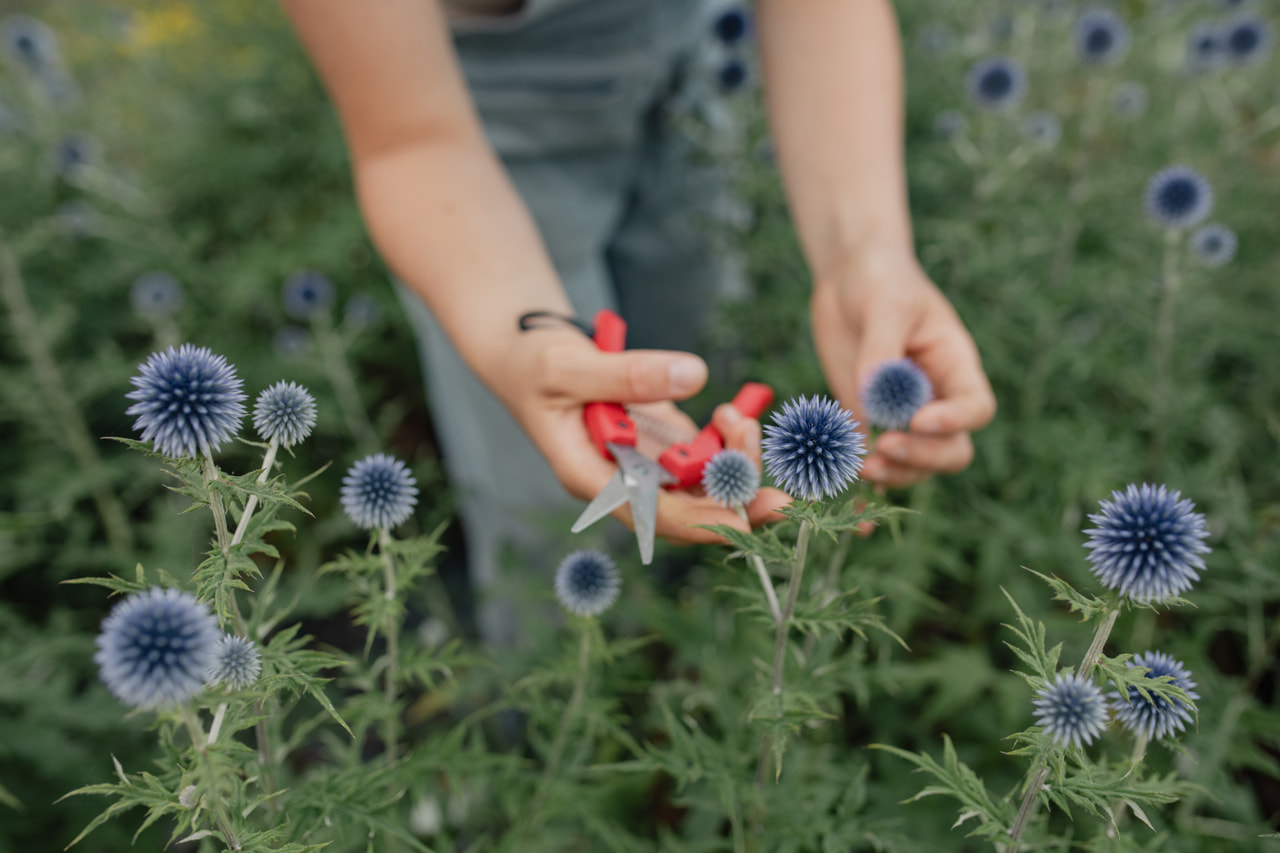 Echinops ritro, Loukykvět