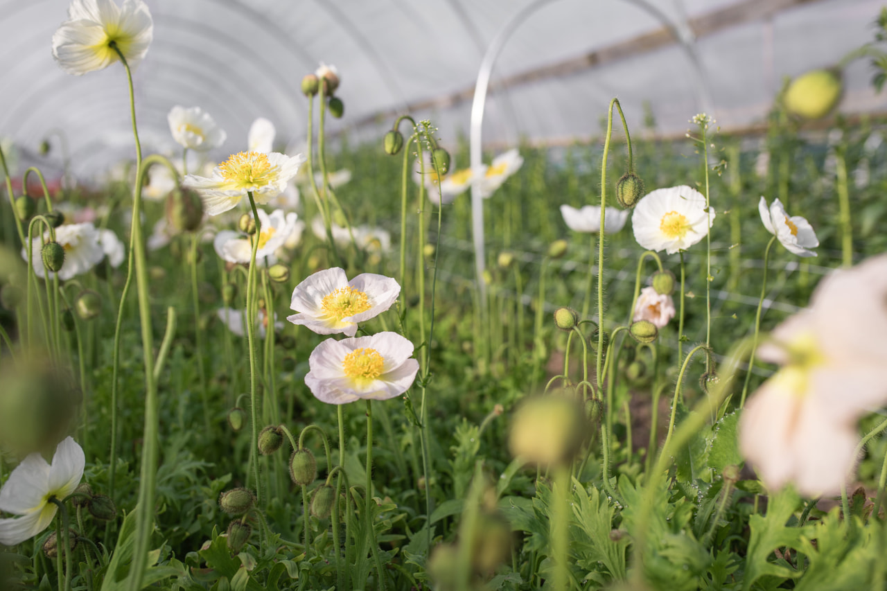 Unikko Champagne Bubbles White, Loukykvět