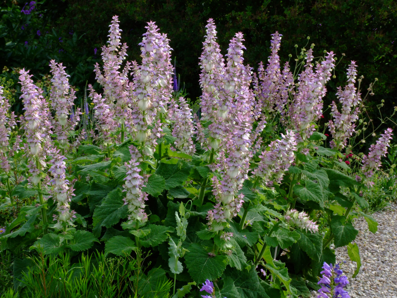 Salvia sclarea, Loukykvět