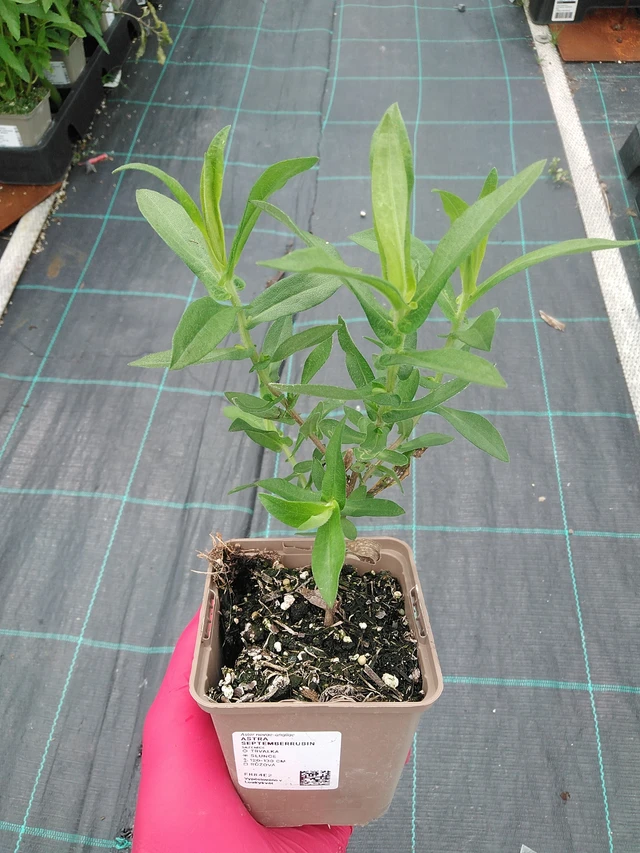 Syysasteri Septemberrubin - 7. 7. 2025