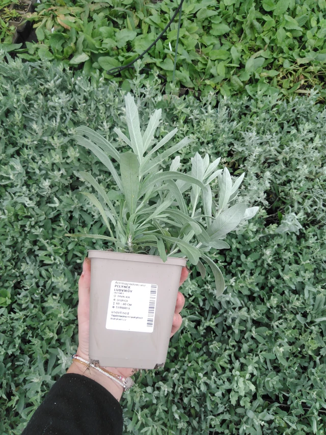 Artemisia ludoviciana - 2024