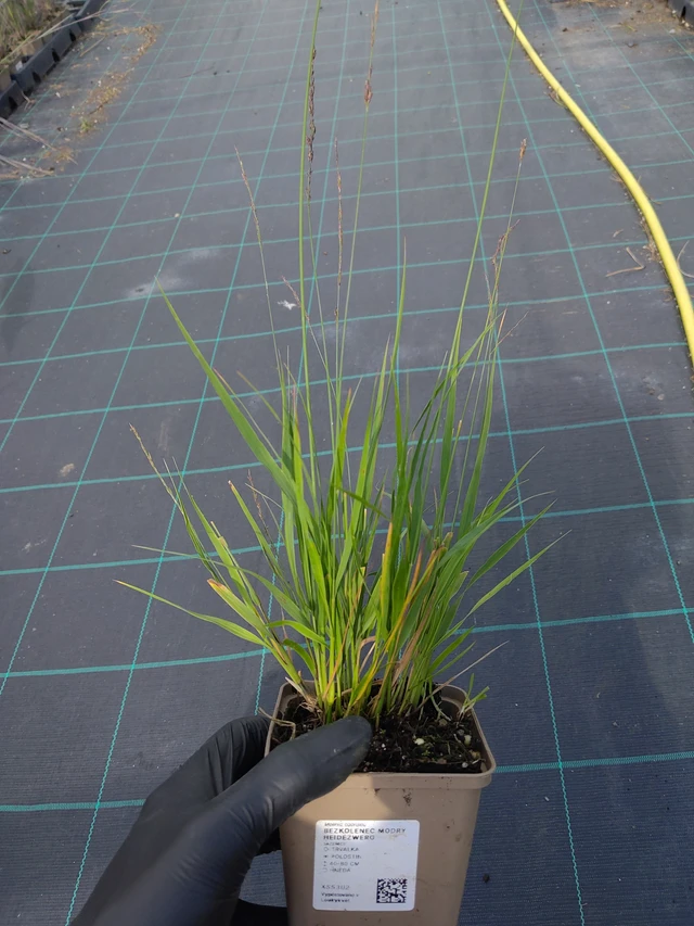 Siniheinä Heidezwerg - 11. 9. 2025