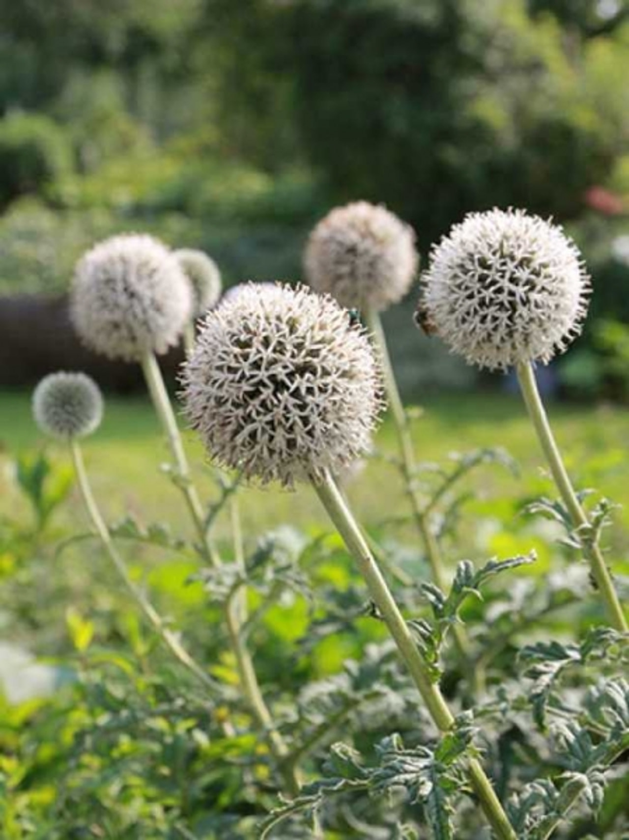 Pallo-ohdake Arctic Glow, Loukykvět