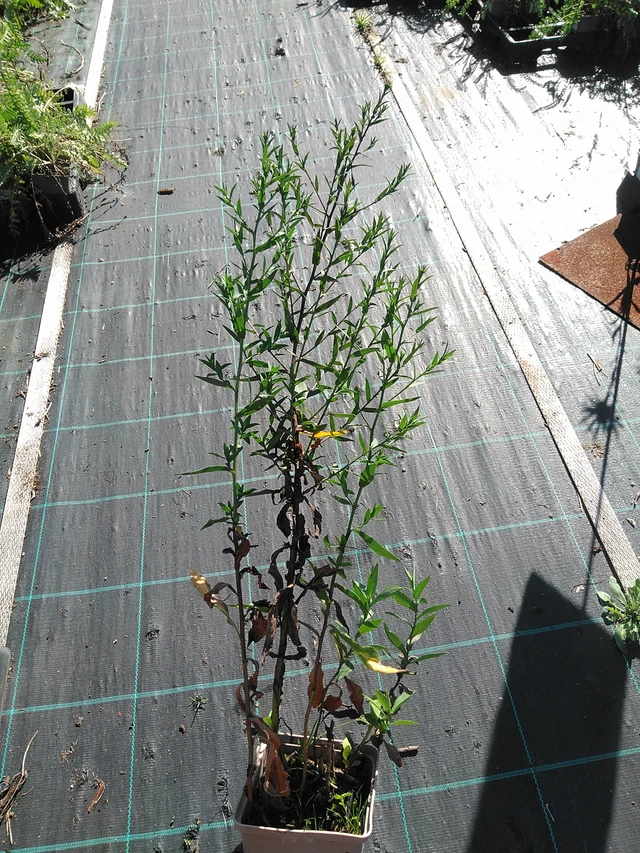 Syysasteri White Ladies - 19. 8. 2025