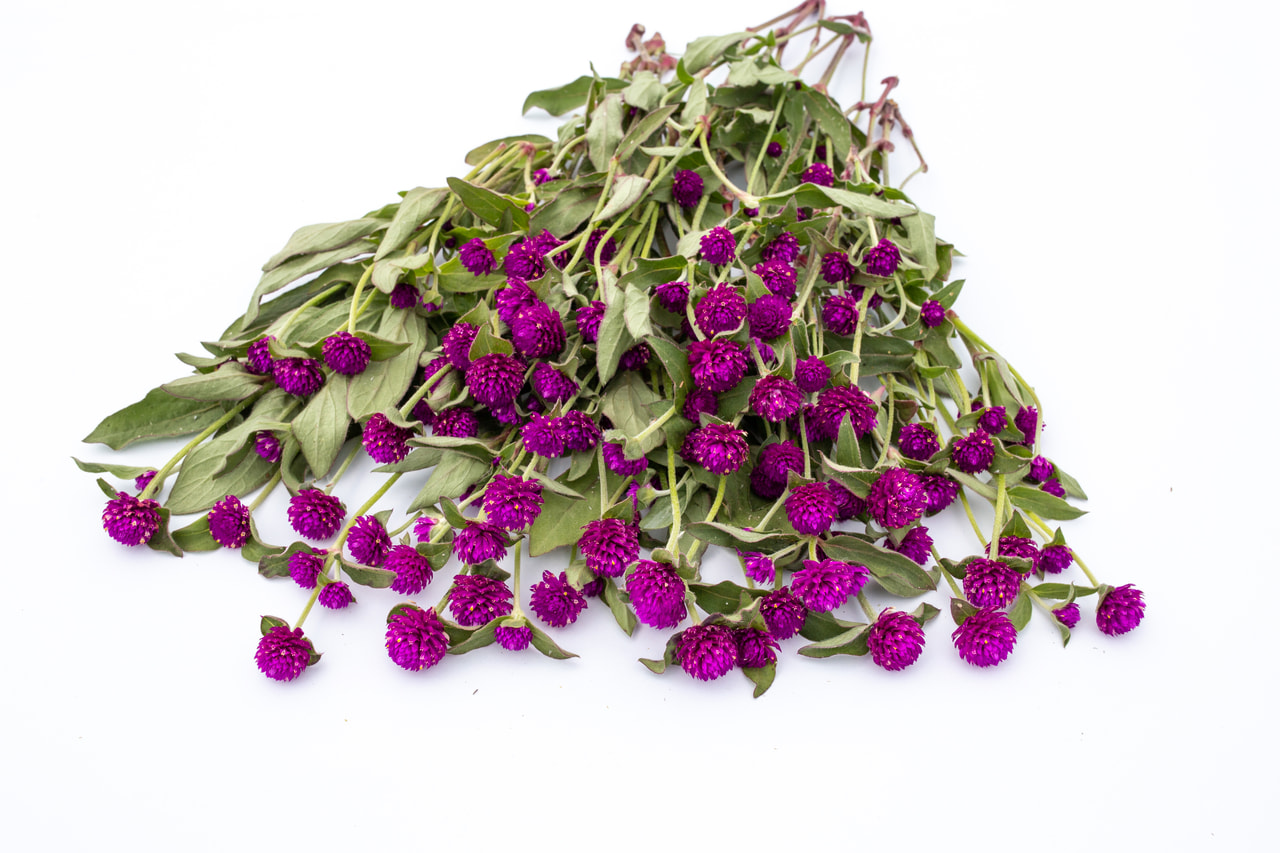 Pyöröpallohäntä QIS Lilac, Loukykvět