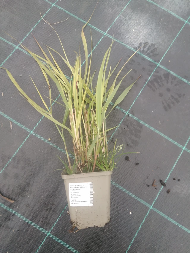 Virginianhirssi Strictum - 10. 10. 2025