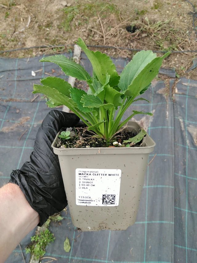 Eringio Glitter White - 10. 9. 2025