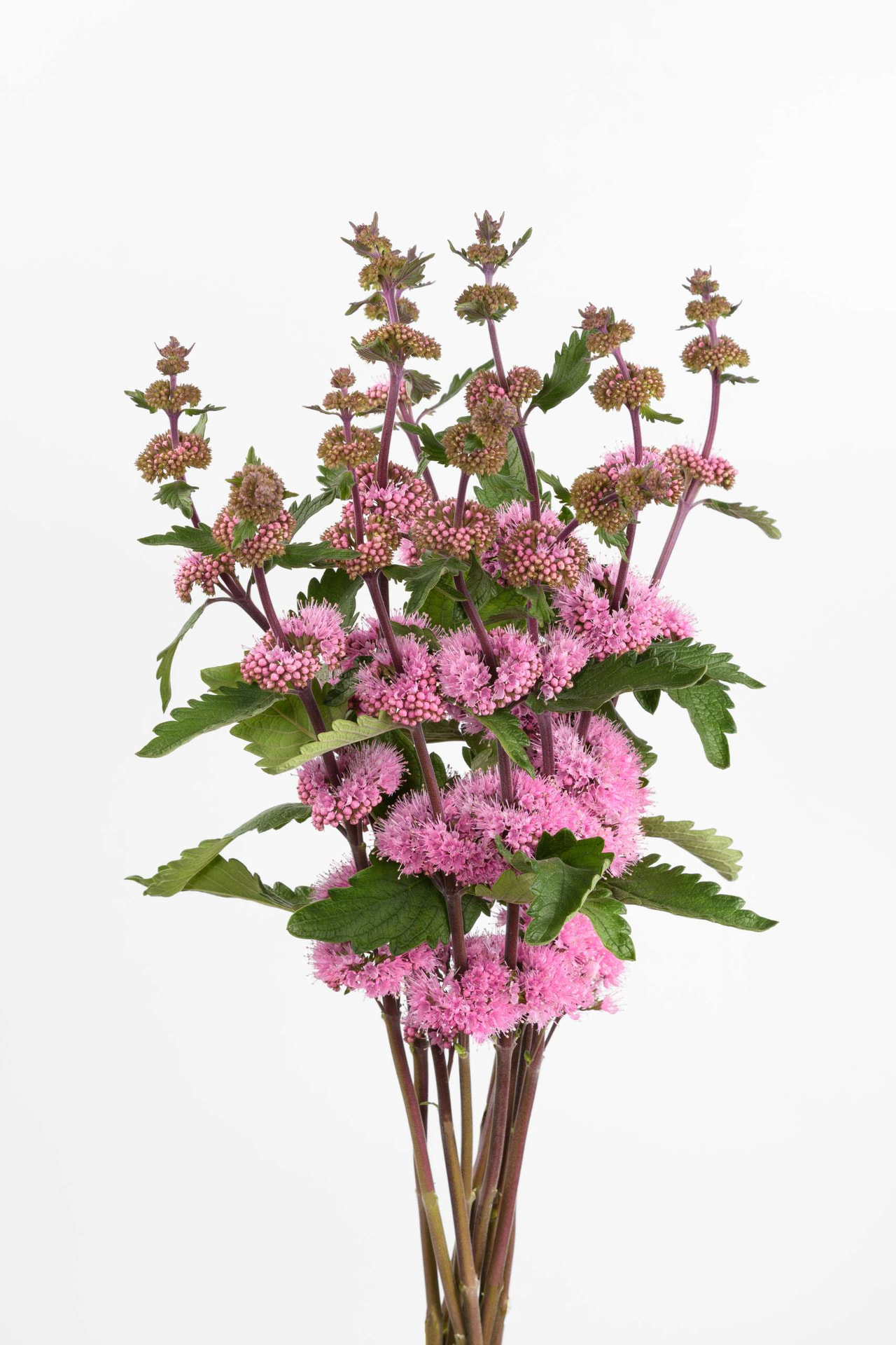 Cariópteris Pagoda Dark Pink, Loukykvět