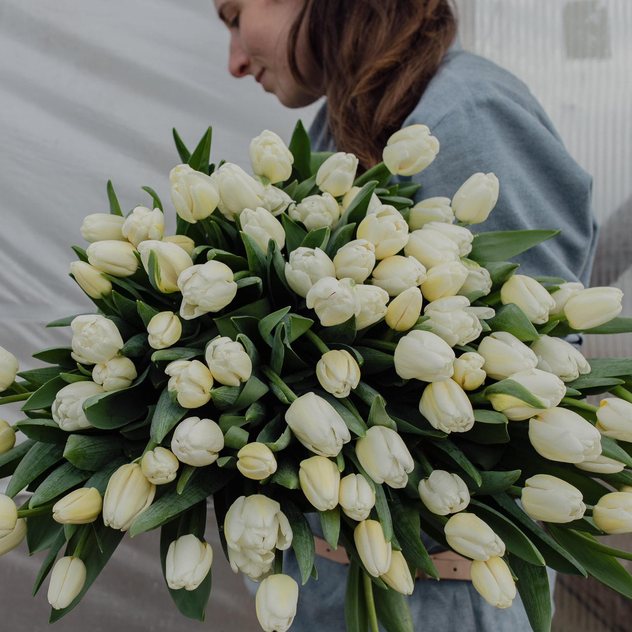 Tulipán Antartica, Loukykvět