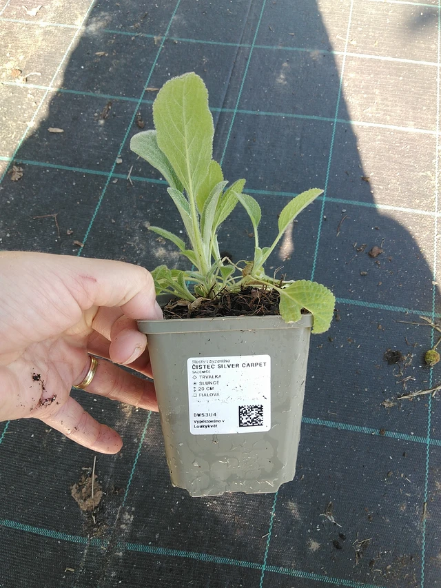 Nukkapähkämö Silver Carpet - 19. 8. 2025