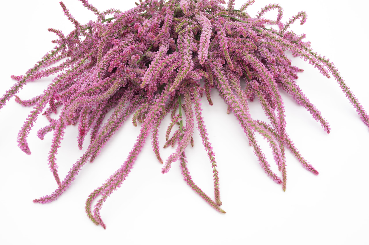 Tähkäikiviuhko Suworova, Loukykvět