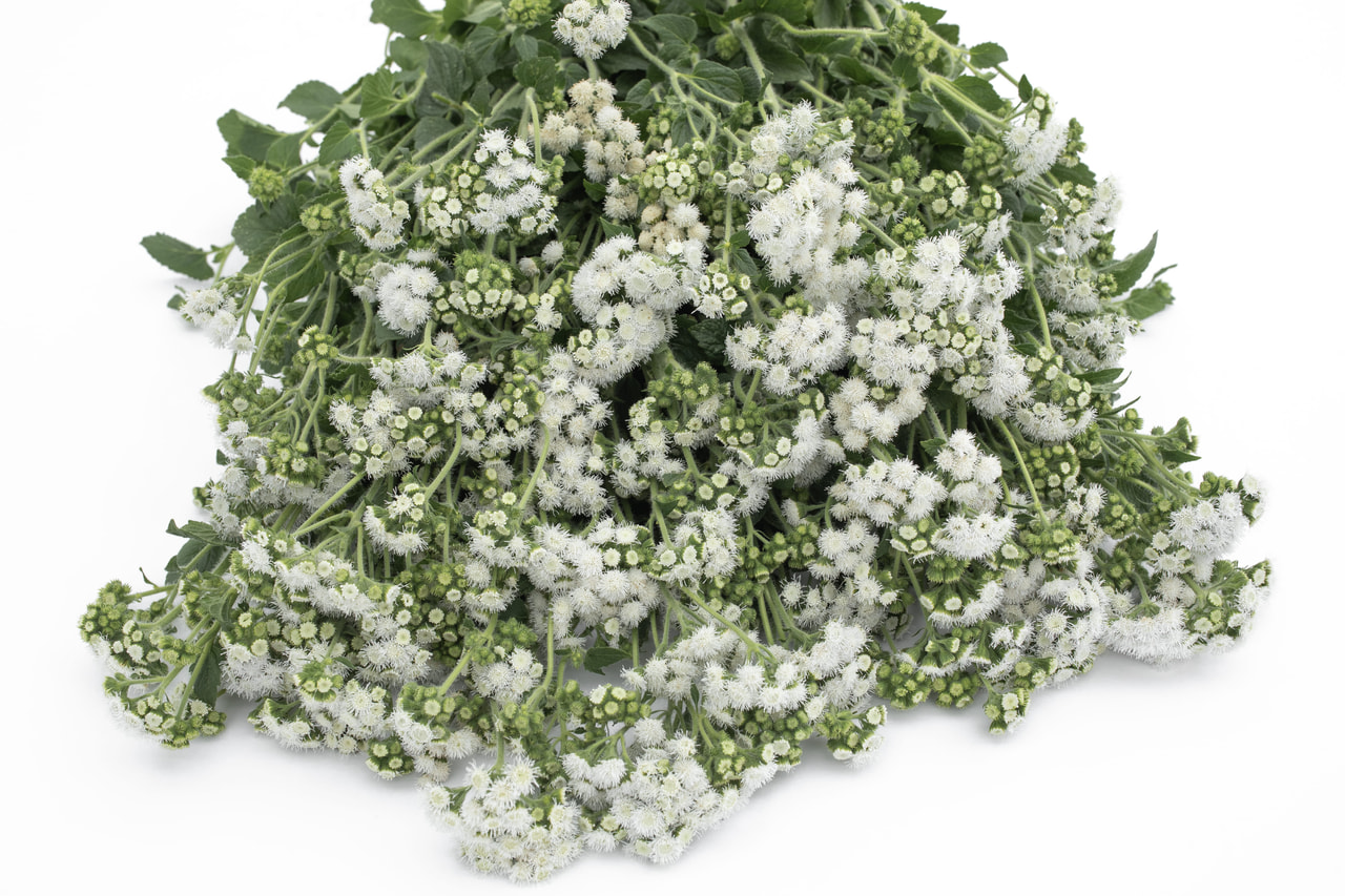 Sinitähtönen QIS Bouquet White, Loukykvět