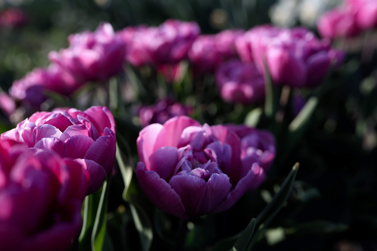 Tulppaani Rosy Diamond, Loukykvět