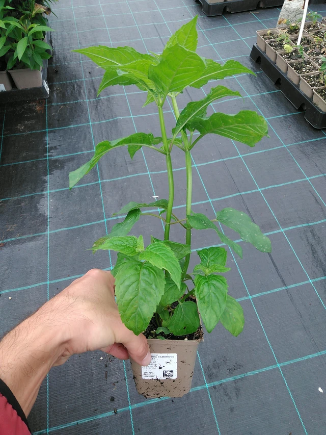 Väriminttu Cambridge Scarlet - 28. 7. 2025