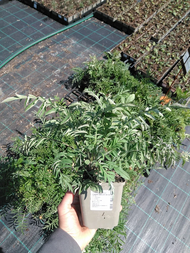 Ruiskaunokki Bright Rose - 13. 5. 2025