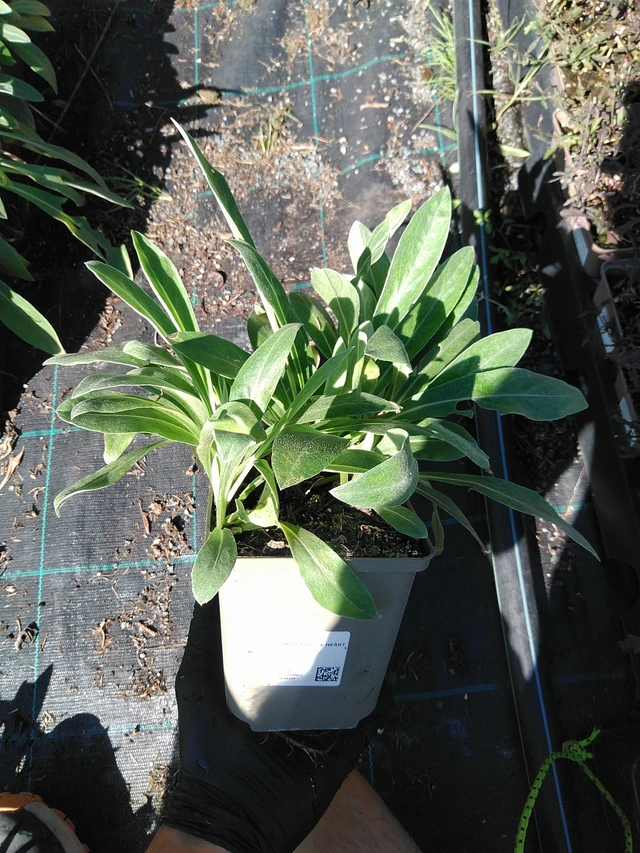 Vuorikaunokki Purple Heart - 19. 8. 2025