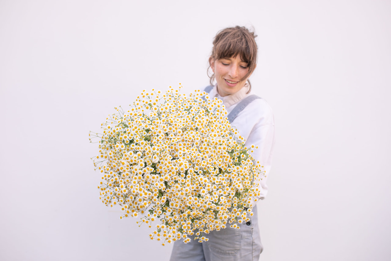 Matricaria Cameron, Loukykvět