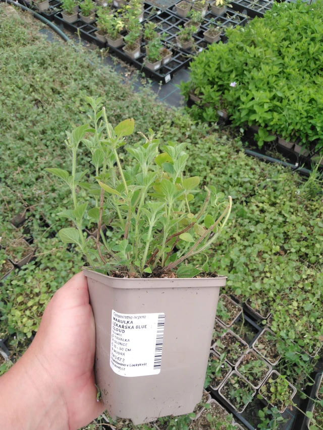 Käenminttu Blue Cloud - 2024