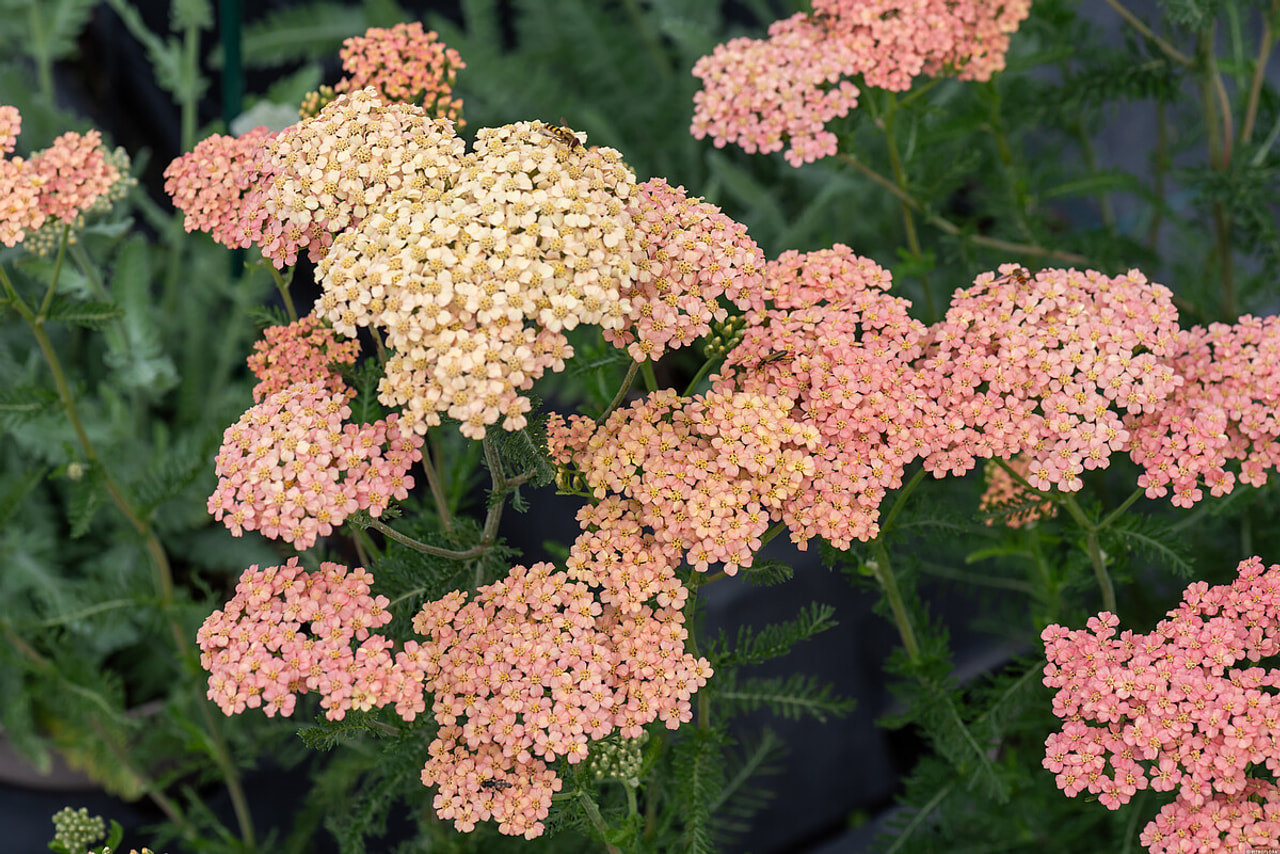 Siankärsämö Lachsschönheit, Loukykvět
