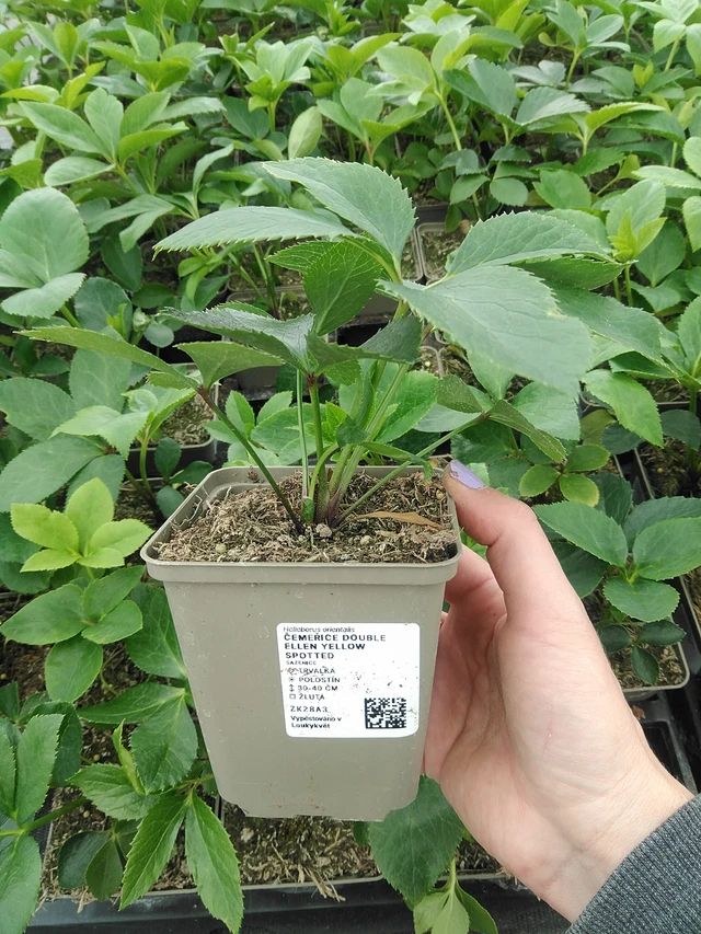 Jouluruusu Double Ellen Yellow Spotted - 9. 6. 2025