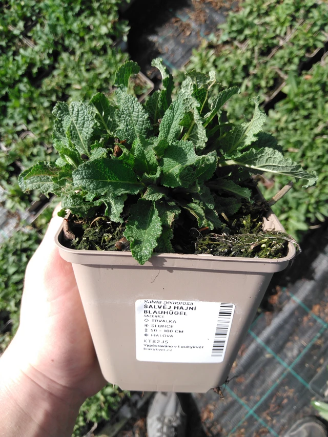 Salvia nemorosa Blauhügel - 2024