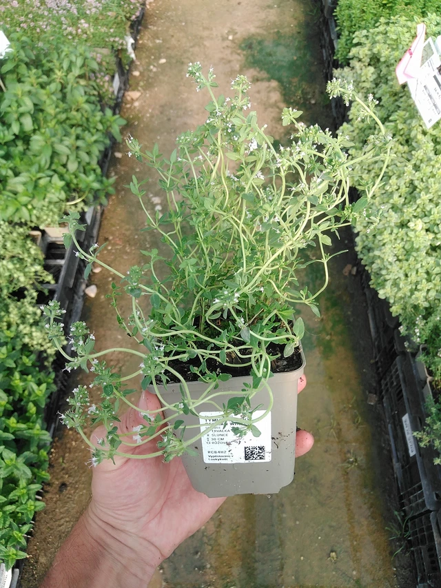 Tomillo German Winter - 1. 7. 2025