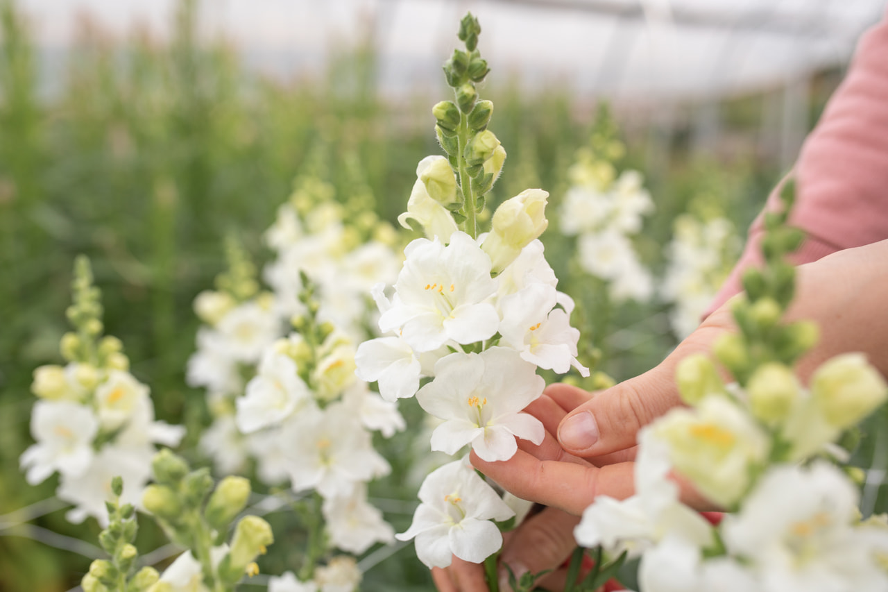Leijonankita Frappe White, Loukykvět