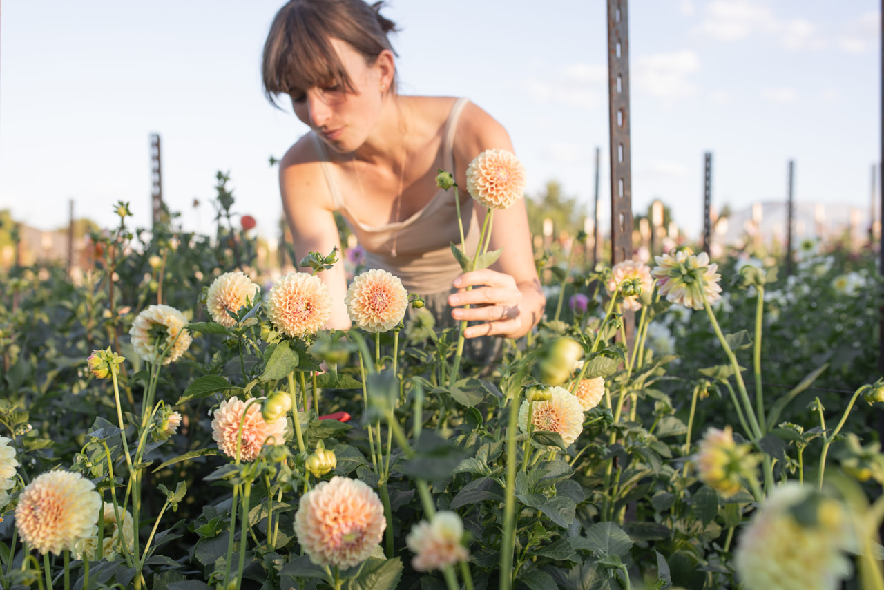 Dalia Sweet Suzanne, Loukykvět