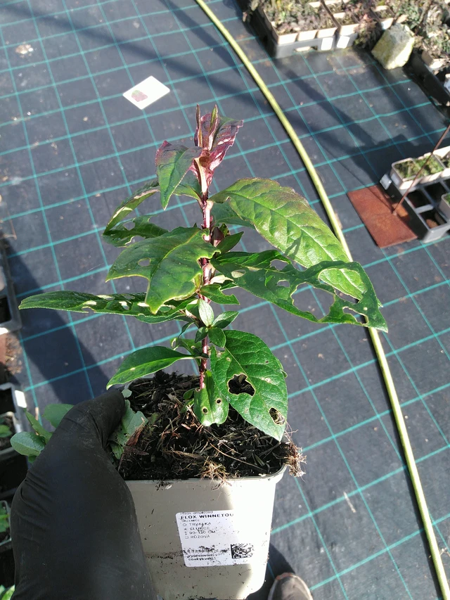 Leimu Winnetou - 31. 10. 2025