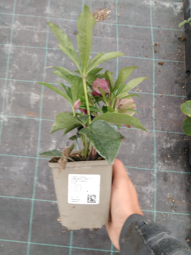 Jouluruusu Pretty Ellen Purple - 10. 9. 2025