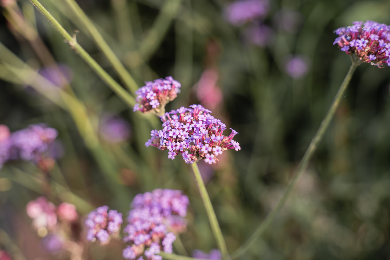 Verbena Vanity, Loukykvět
