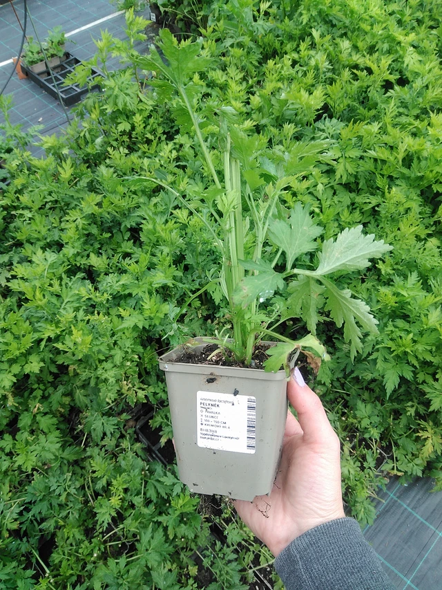 Artemisa - 9. 6. 2025