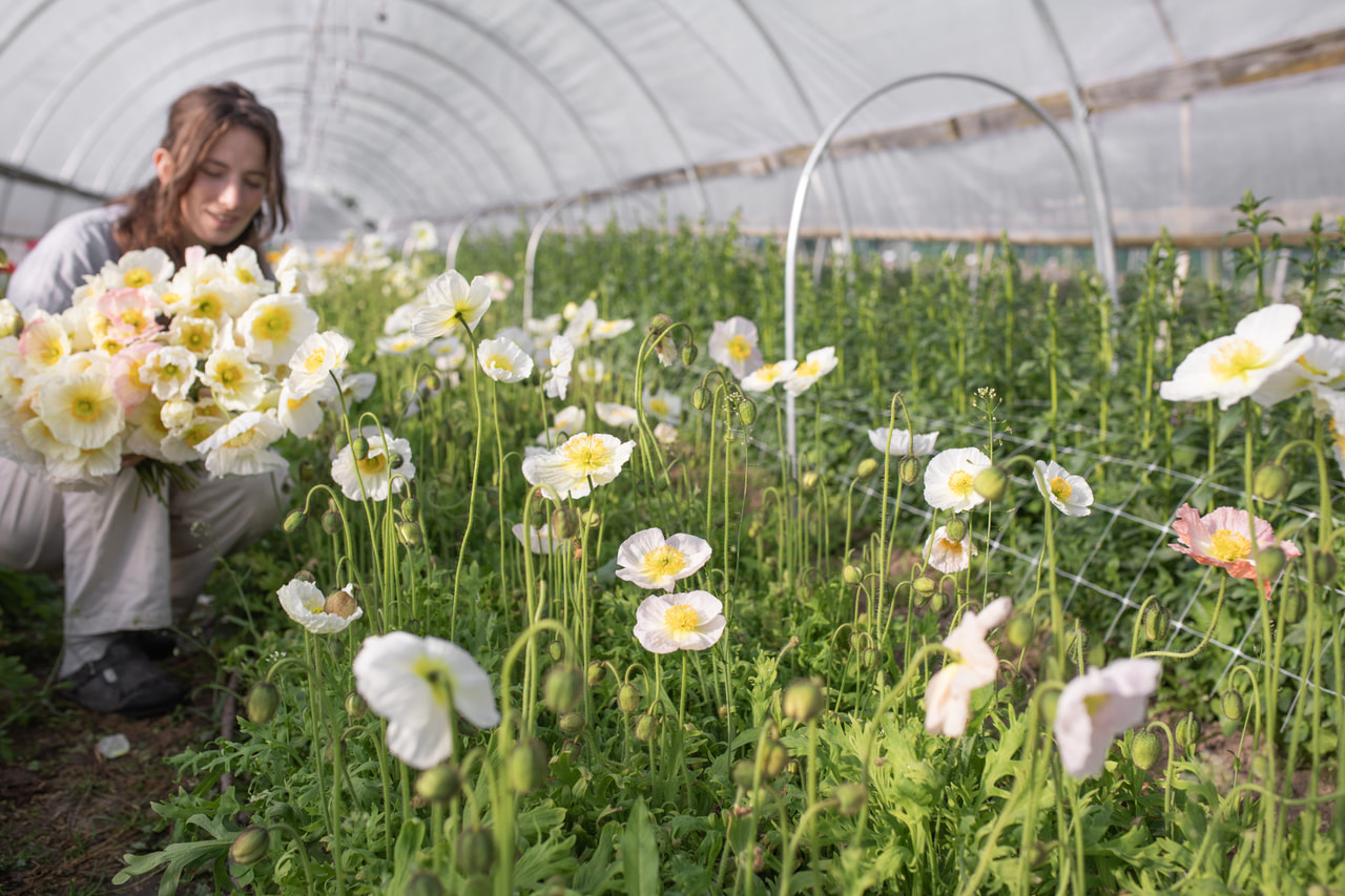 Unikko Champagne Bubbles White, Loukykvět